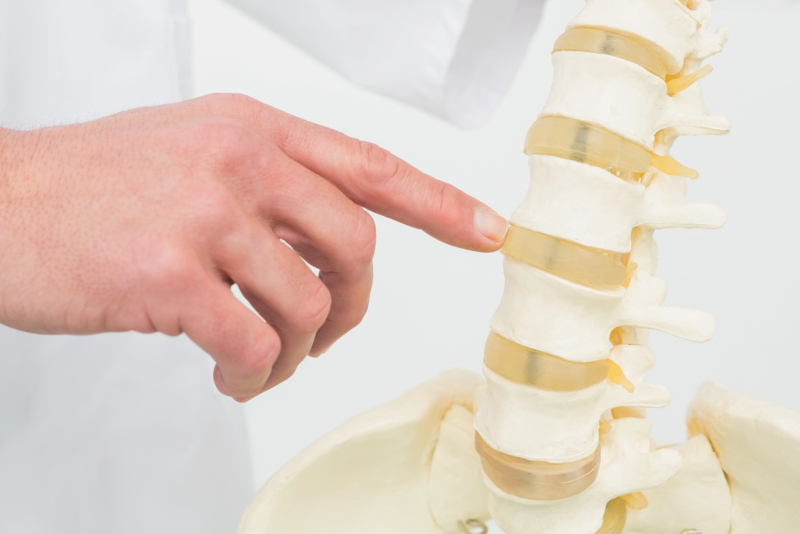 Doctor Examining Spine on Model Skeleton